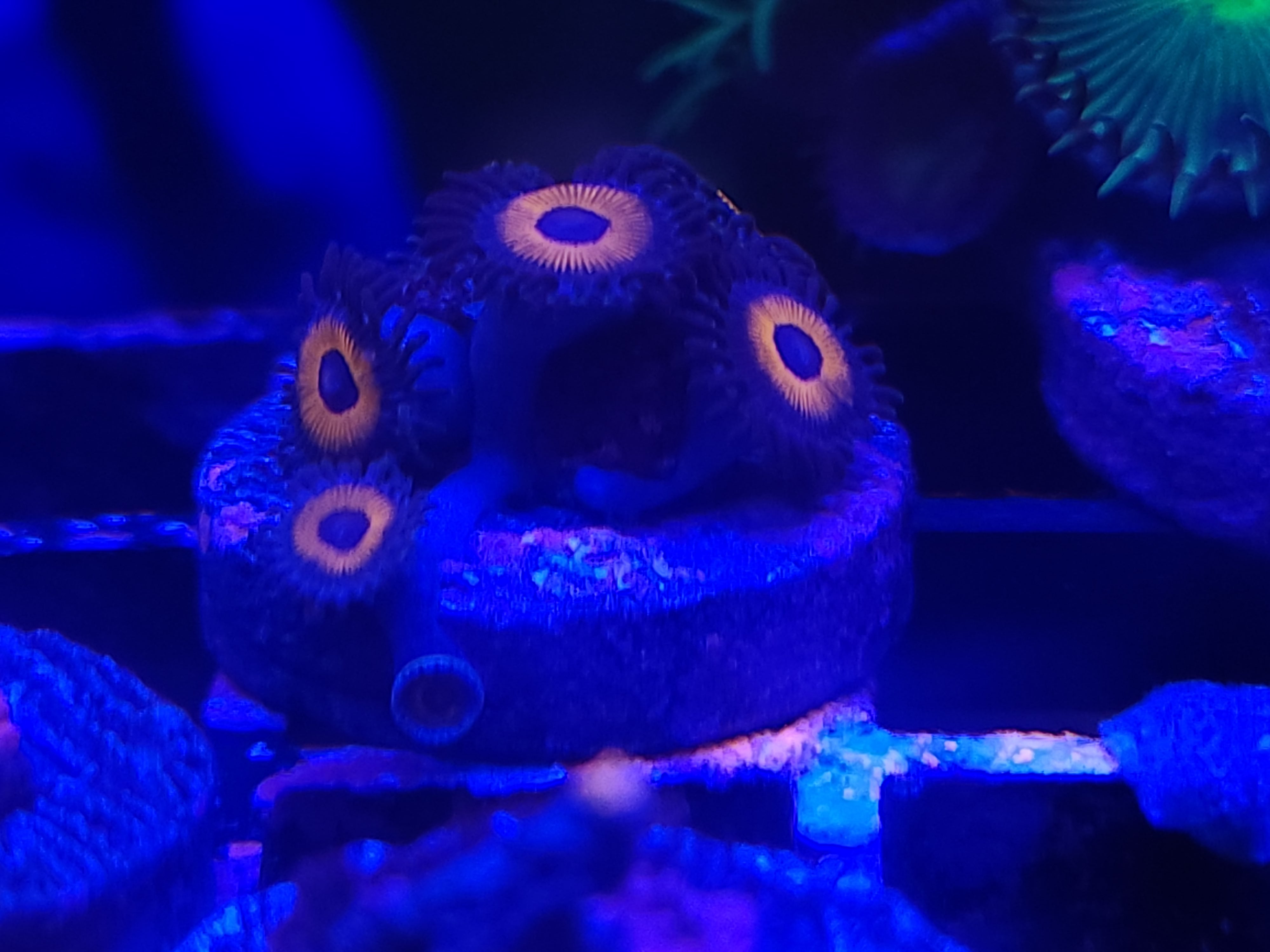 12-8-23 Ultra Zoa