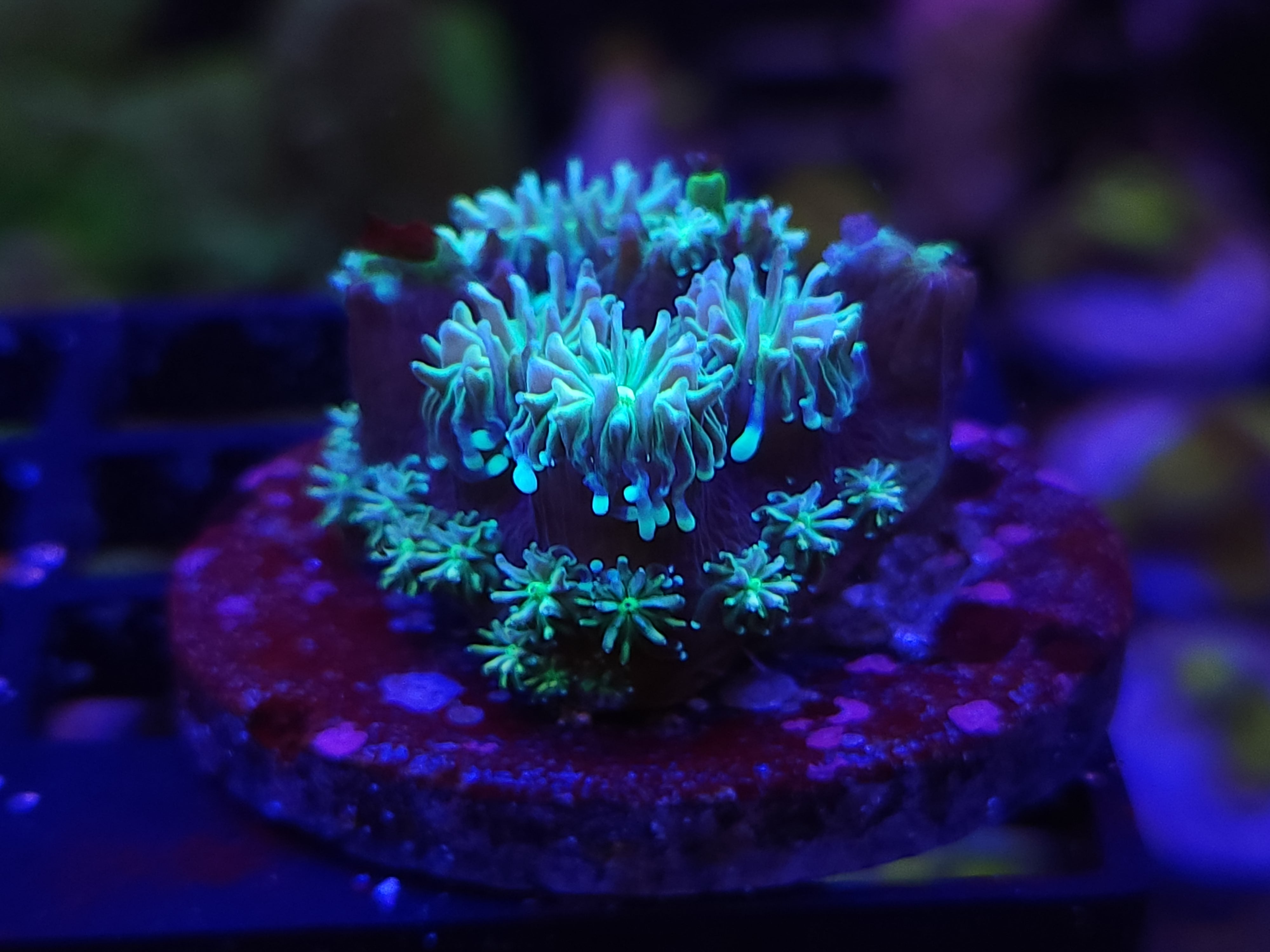 11/23 Galaxia Frag