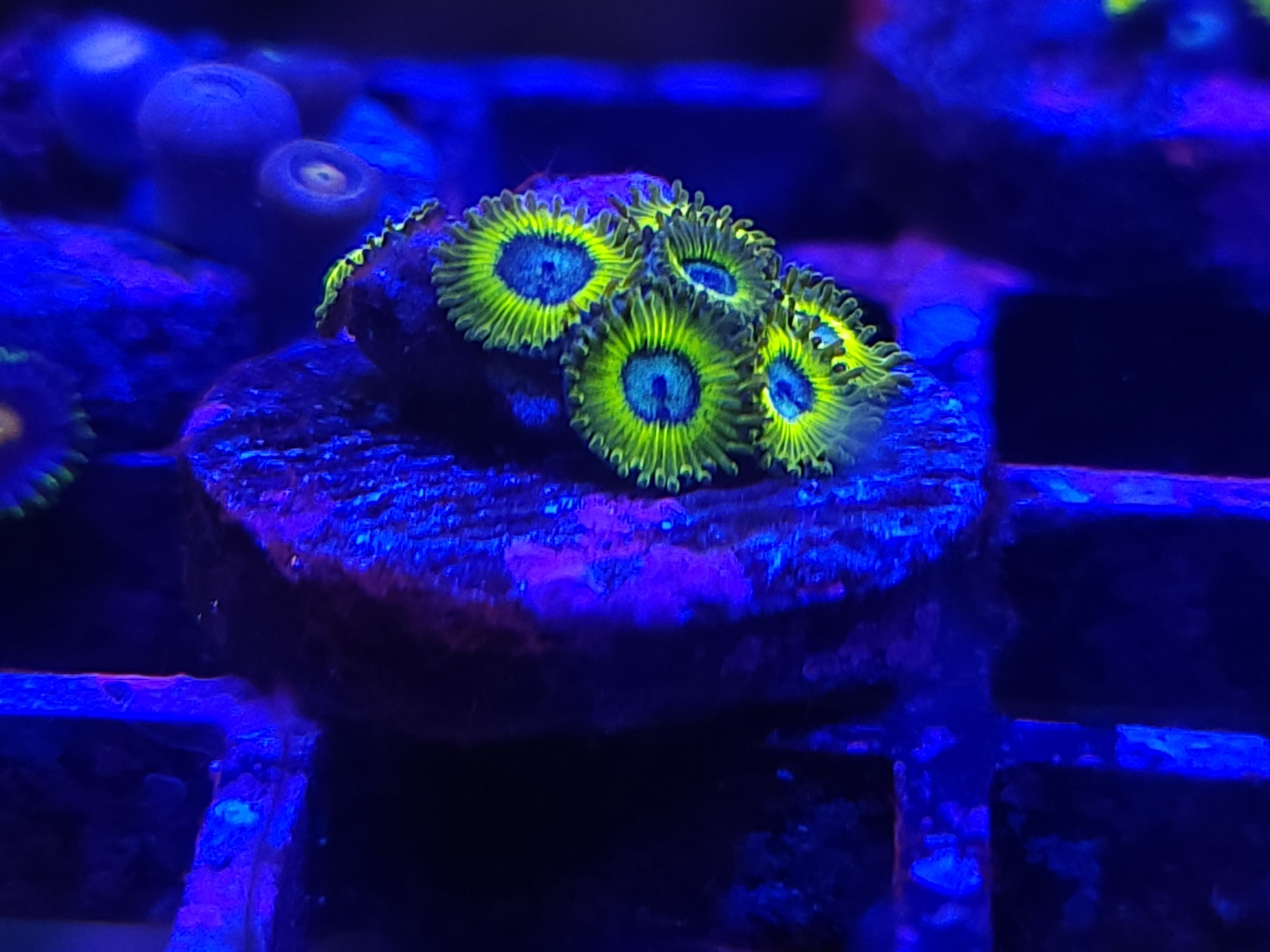 12-8-23 Pikachu Zoas