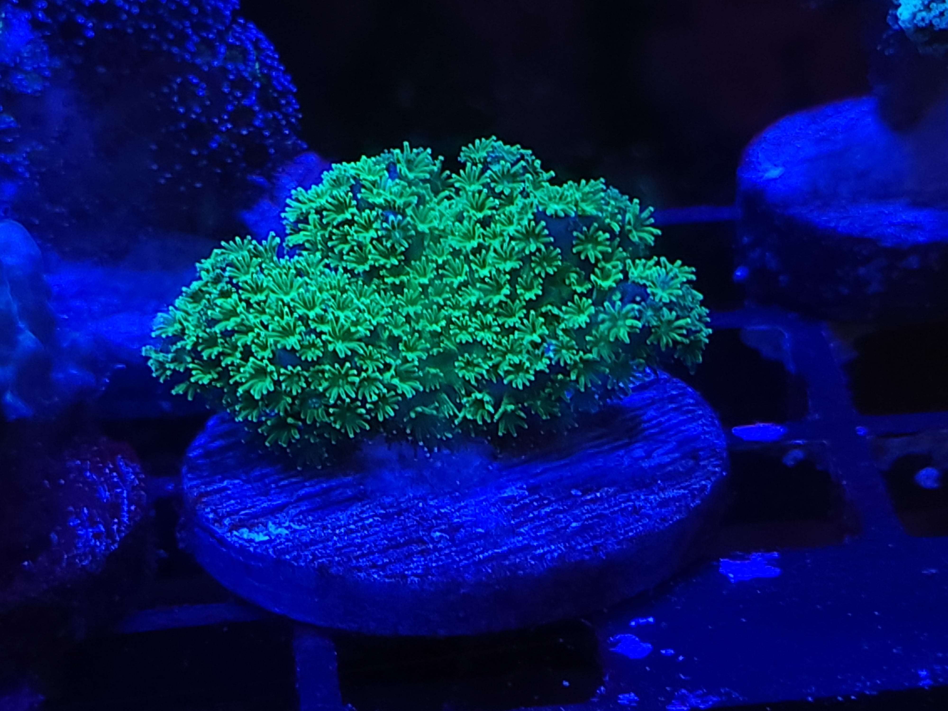 11/23 Neon Green Poccilopora