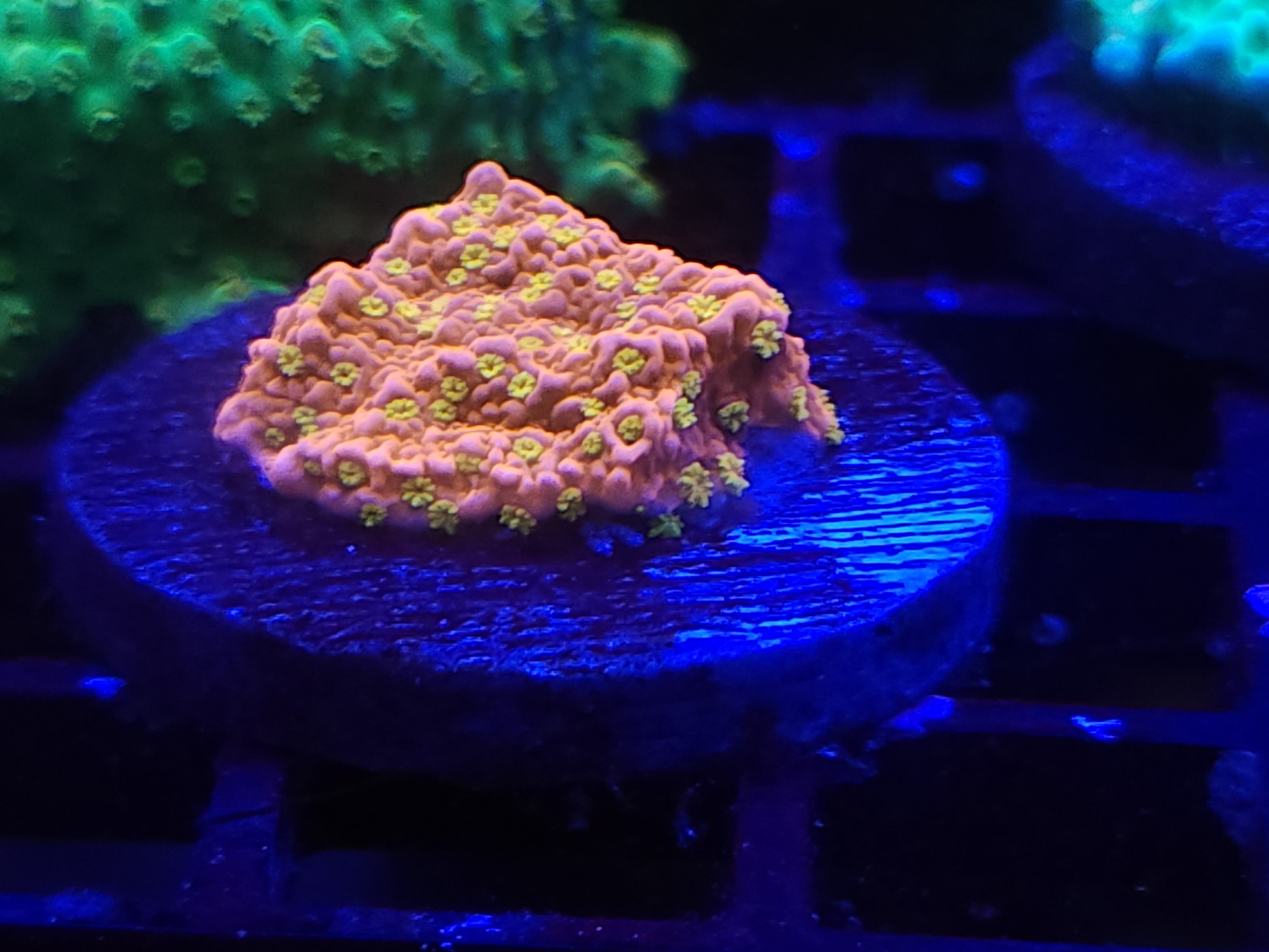 11/23 Farmed Yellow Polyp Plating Monti