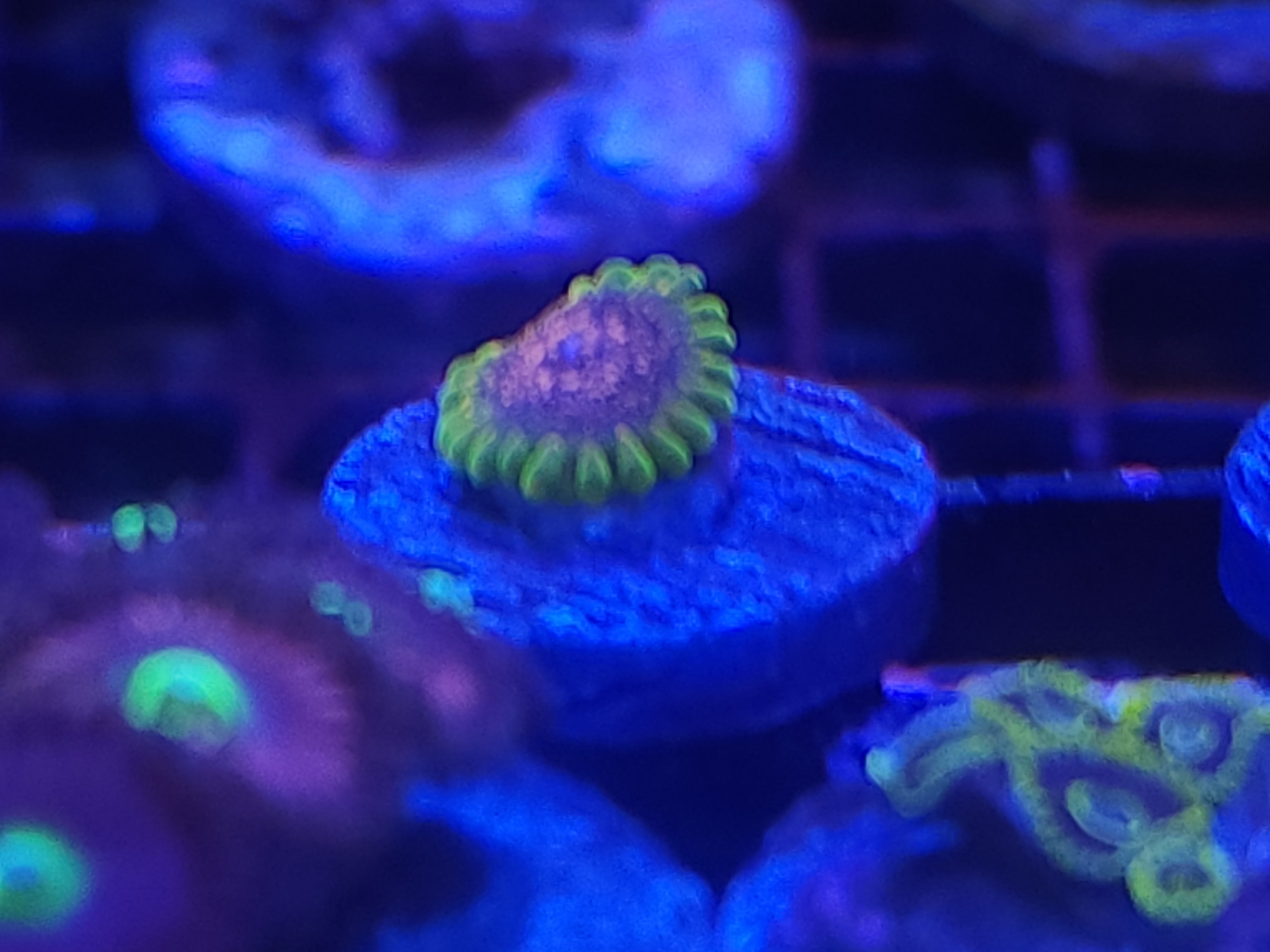 Predator Zoa auction