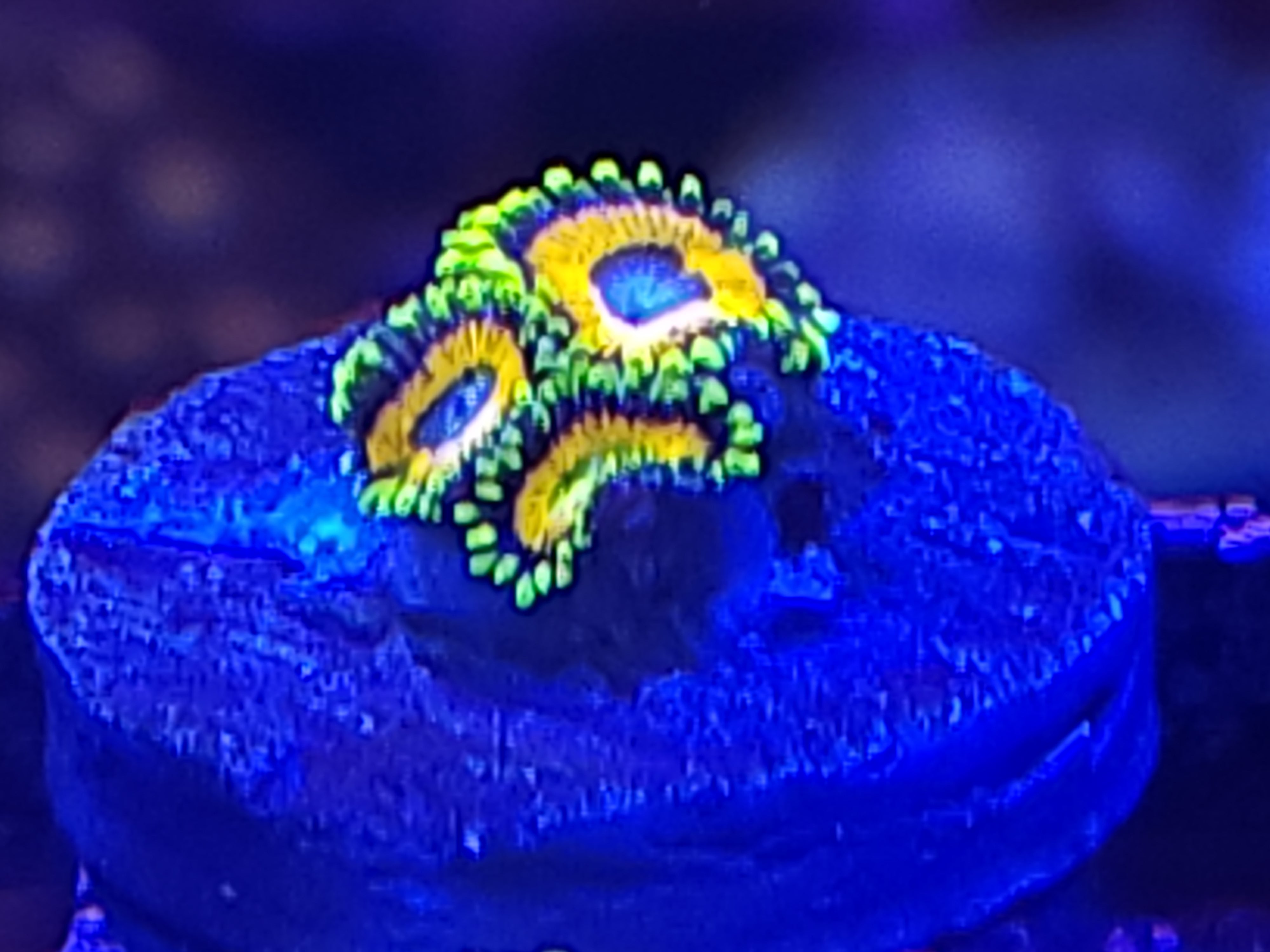 11/23 Ultra Zoa