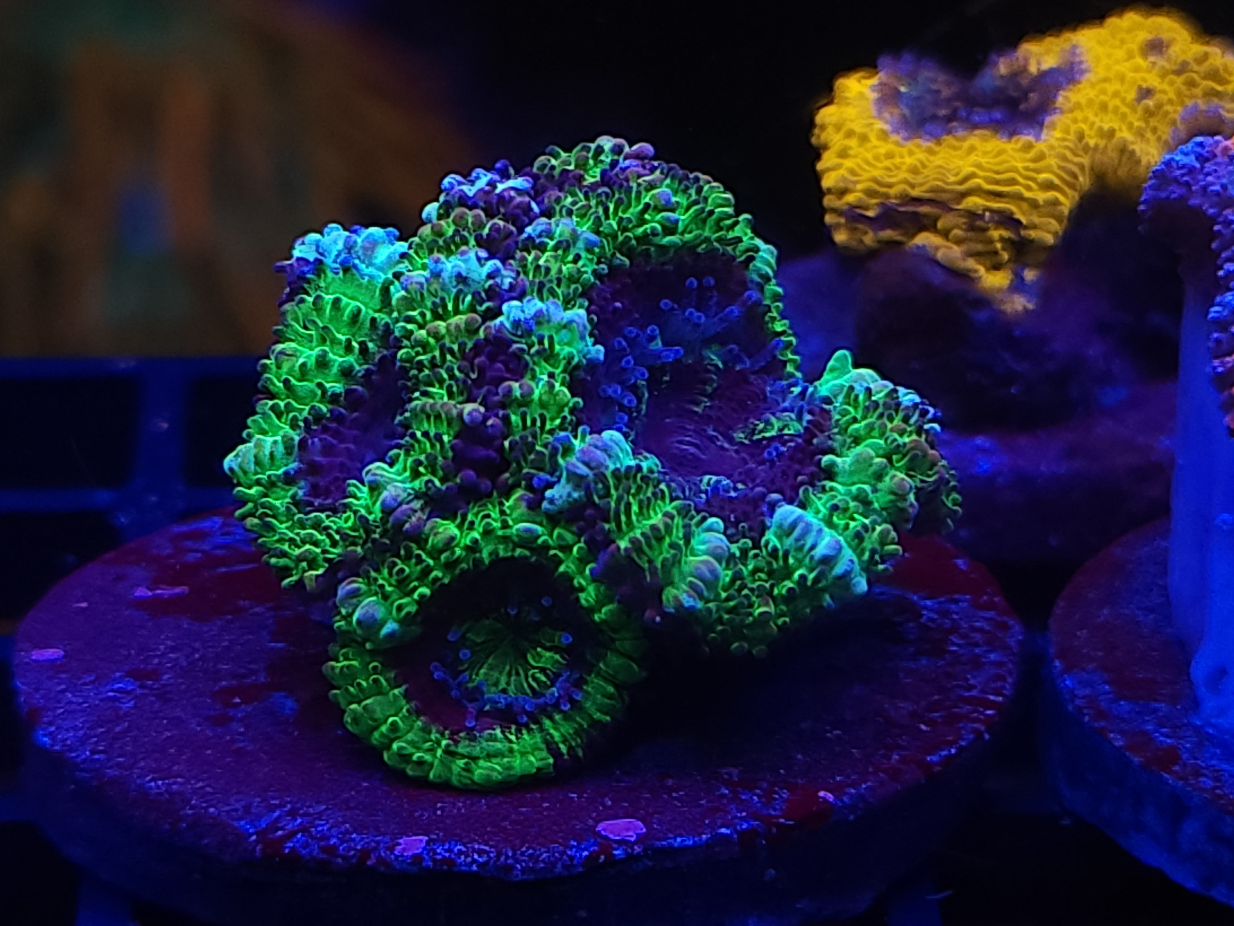 12-8-23 Ultra Acan #3