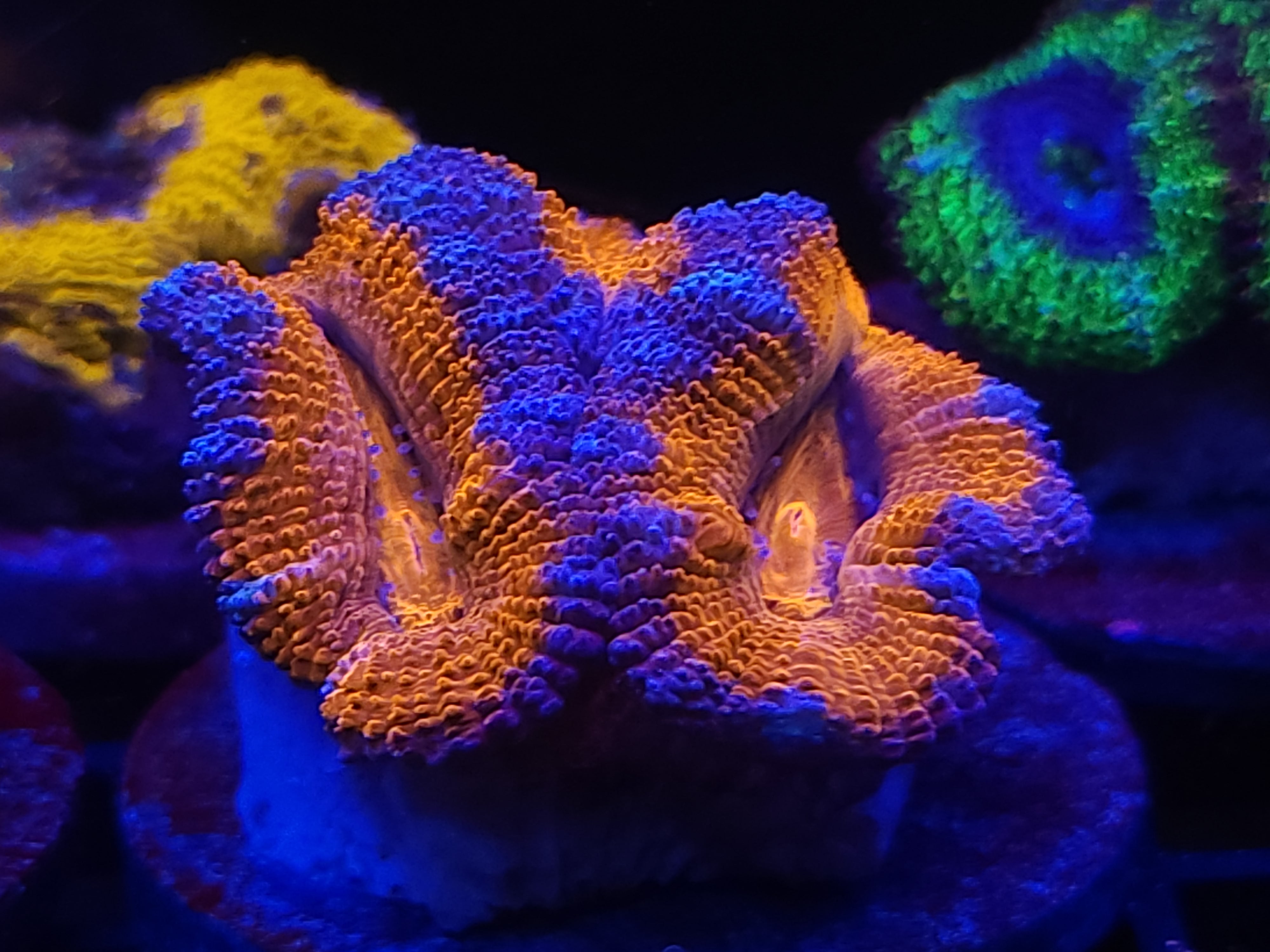 12-8 ultra Acan