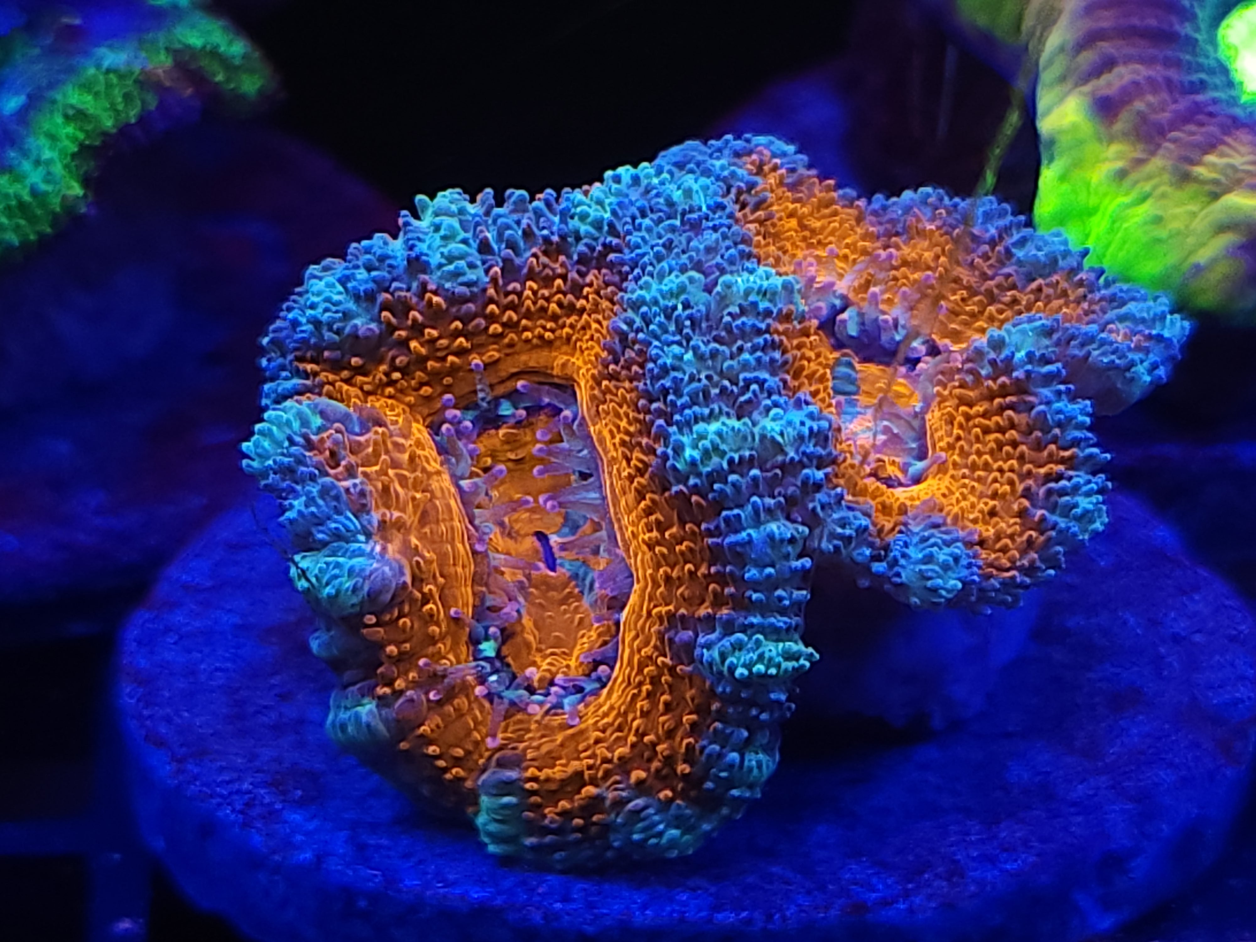 12-8-23 Ultra Acan #2