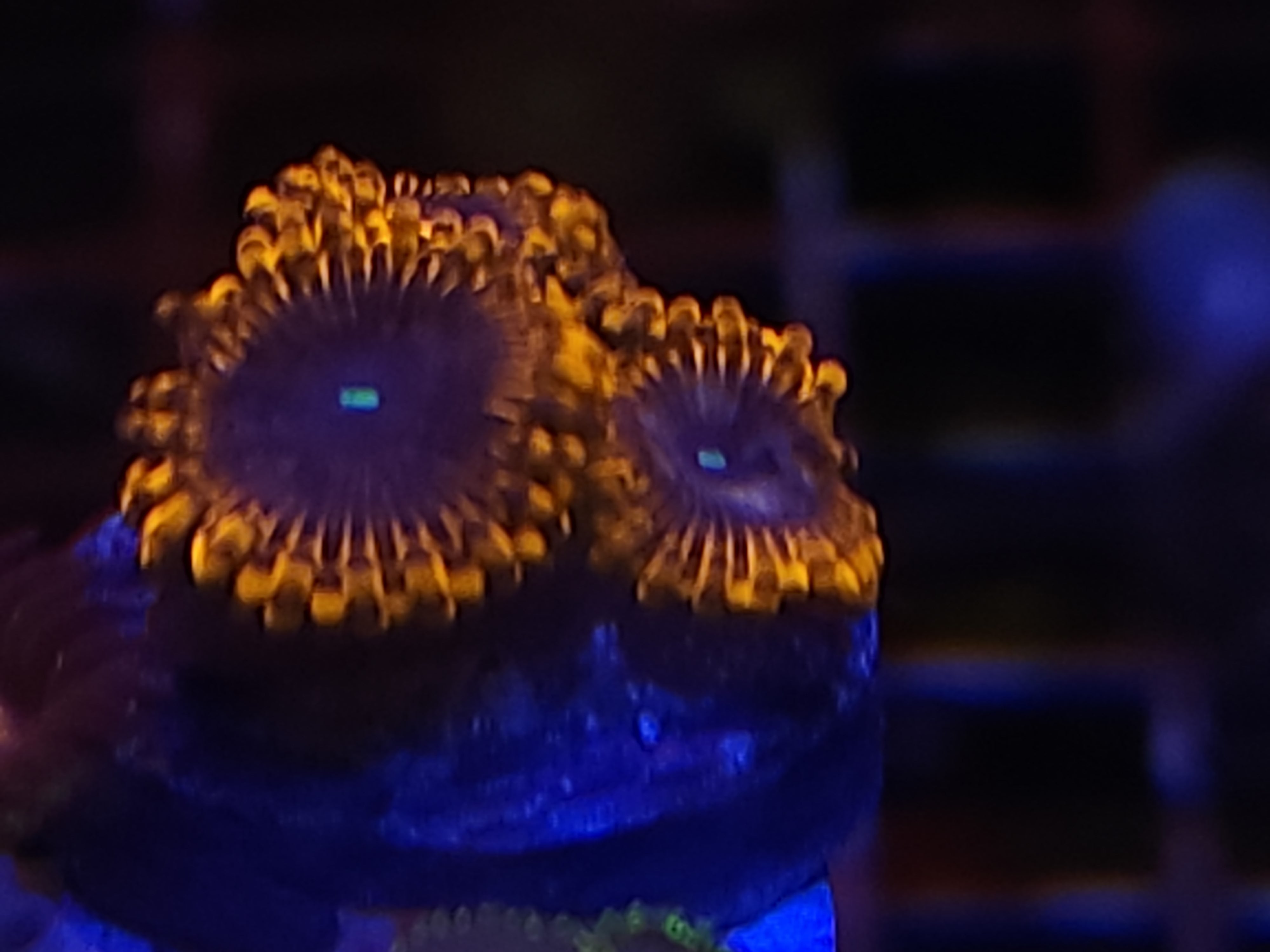 11/23  Campfire Zoas