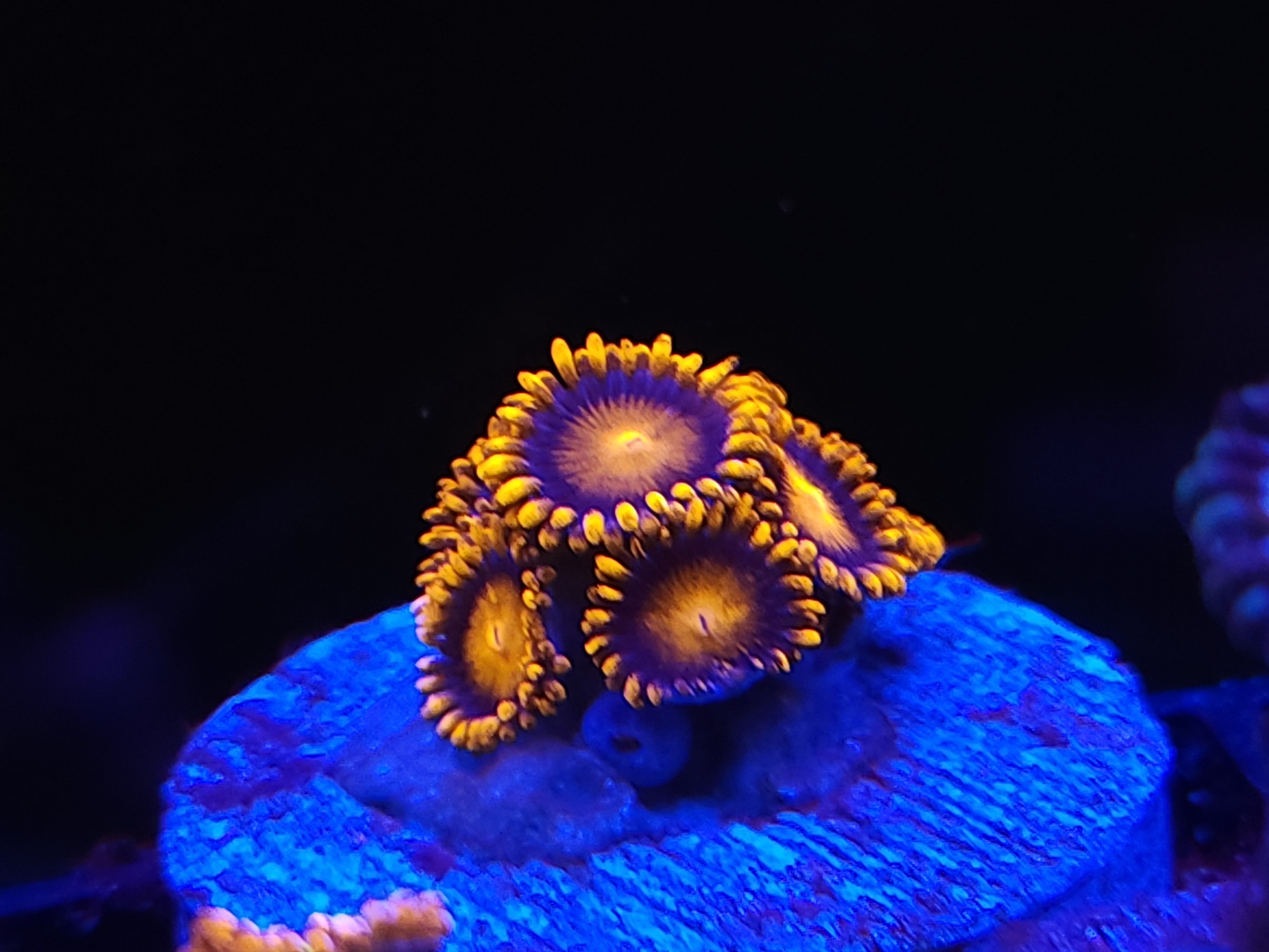 11/23 Bam Bam Zoas