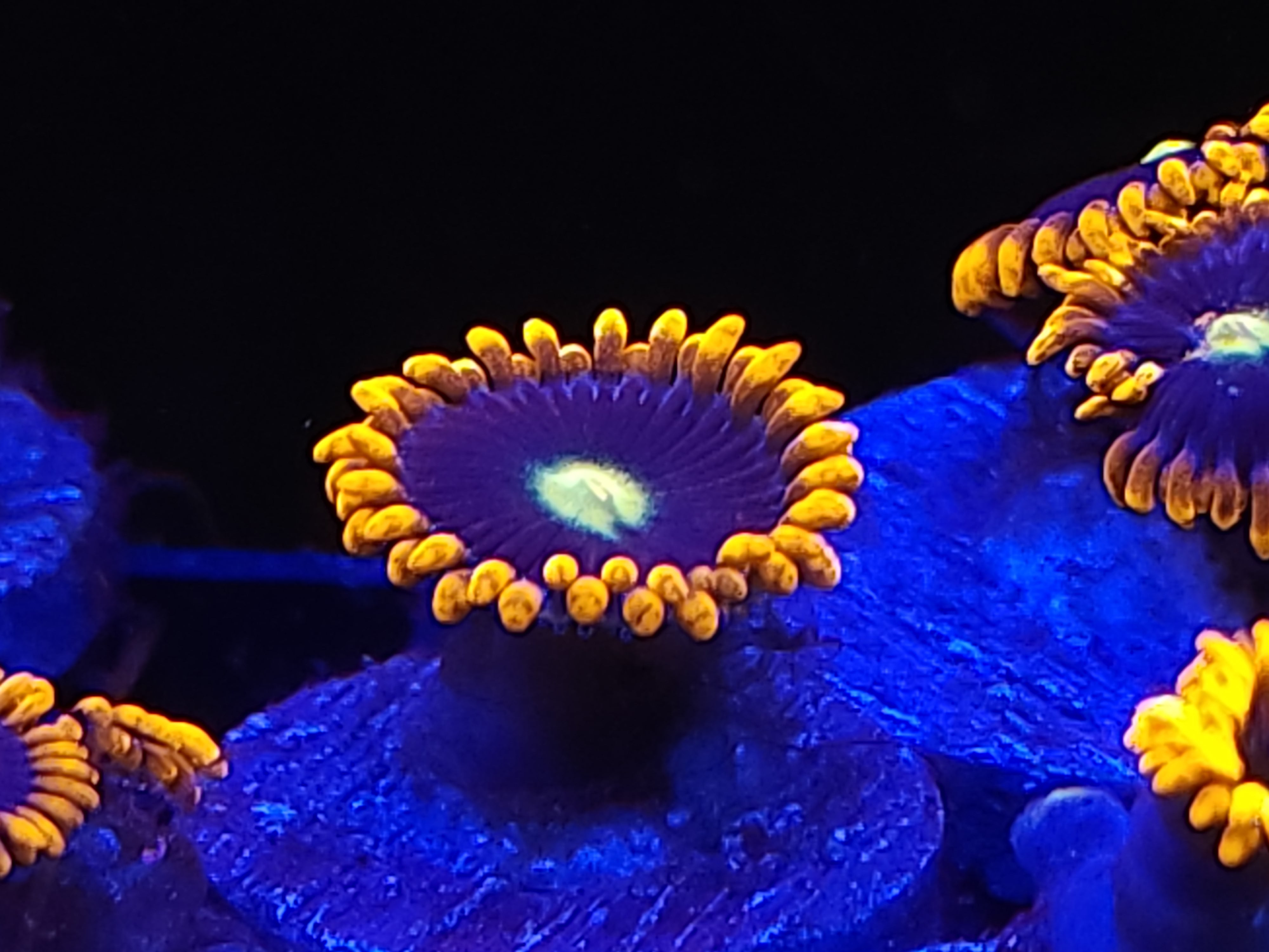 11/23  Ultra Zoa #2