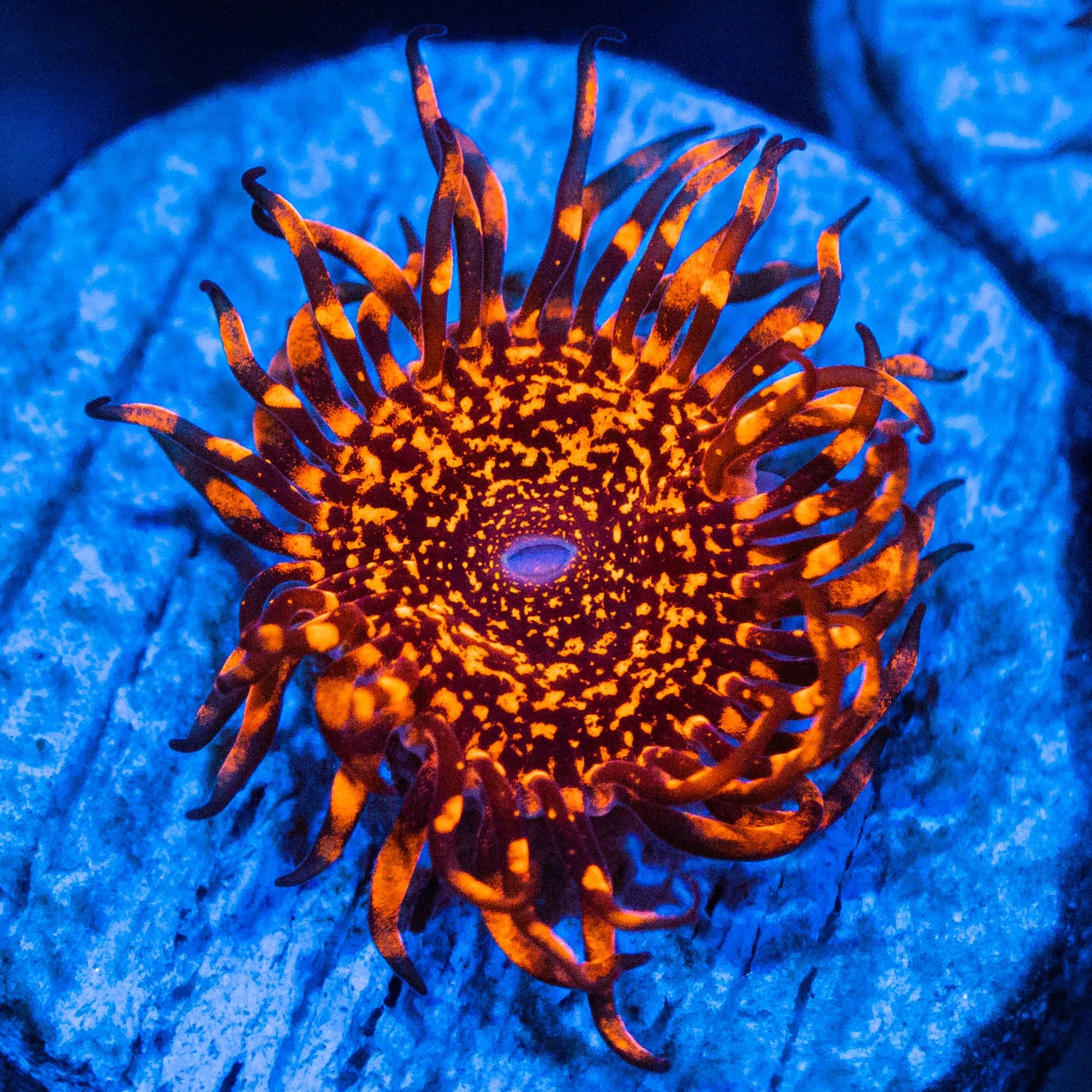 Nightmare Zoa