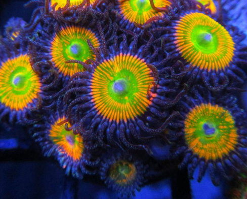 Sunny D Zoa